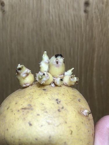 Seed potatoes nicola new - potatoes,