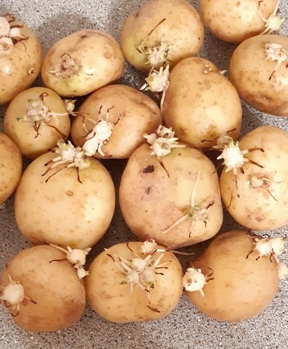 Maris piper potato organic - piper,