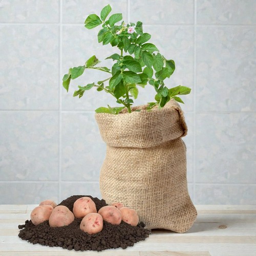 Potato growing kit with - kit,