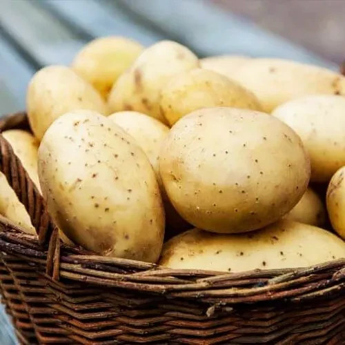 Potato assol 02g organic - assol,