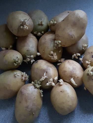 Maris piper big potato - big, organic