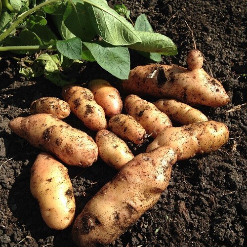 Organic farm anya - 8x, british