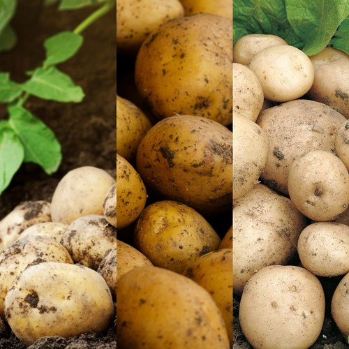 Seed potato mix including - 18, x