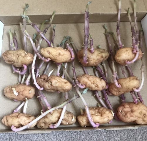 12x chitted sprouted organic - 12x,