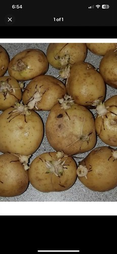 Seed potato first - first, early