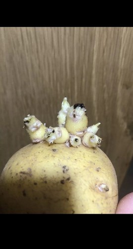 Seed potatoes nicola new - seed,