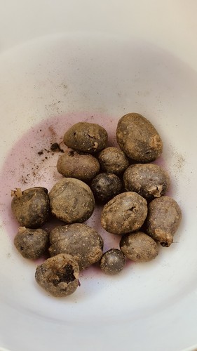 Blue potatoes seeds - potatoes,