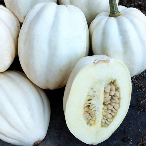 Squash mashed potatoes - squash, 'mashed