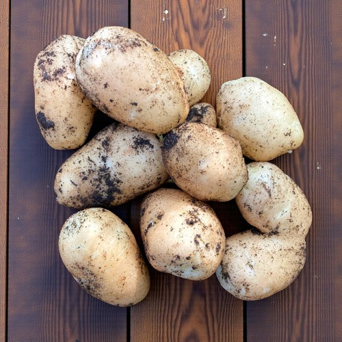 Seed potato international - seed,