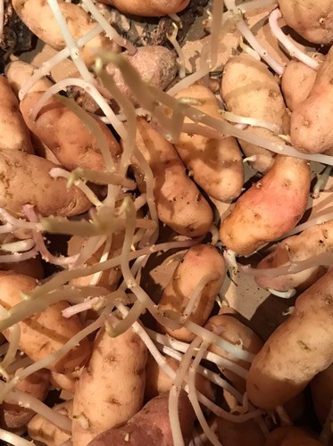 12x sprouting chitted anya - 12x,