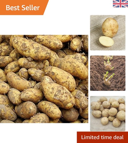 Maris piper seed - piper, 11