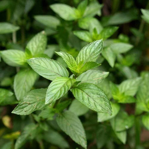 Mint the best - the, peppermint