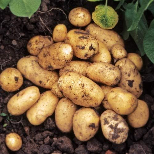 Seed potatoes pentland - pentland, javelin