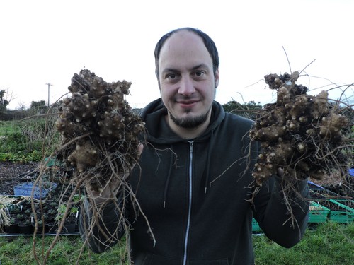 Madeira vine tubers - vine, tasty