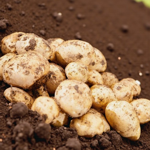 Seed potato golden wonder - seed,
