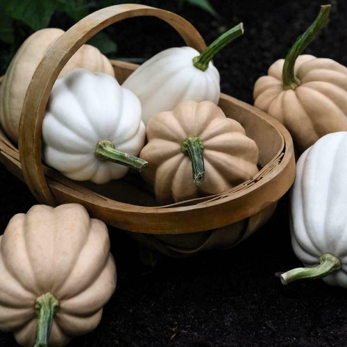 Squash seeds vegetable - squash,