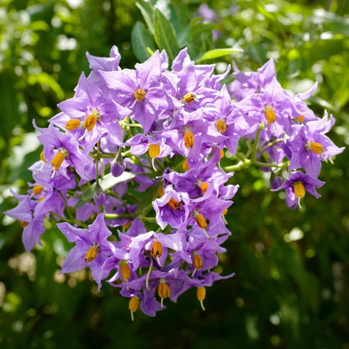 Chilean potato tree - chilean,