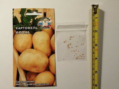 Rare potato seeds - seeds,