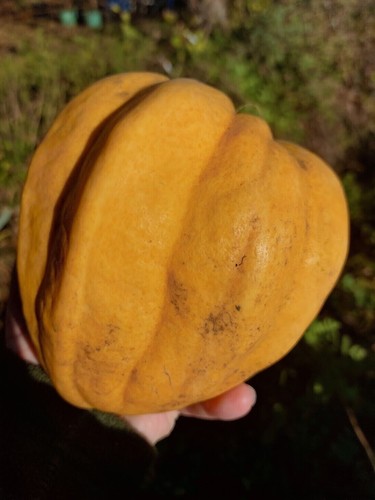 Thelma sanders sweet potato - sweet,