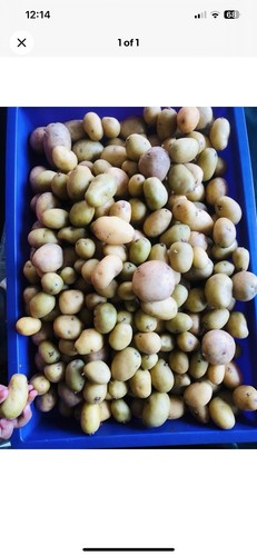 Baby potato seed15x for - seed15x,