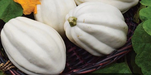 White acorn mashed - white, acorn/