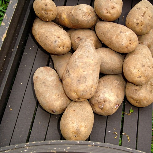 Seed potato golden wonder - seed,