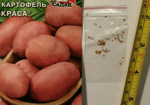 Rare hybrid potato seeds - hybrid,