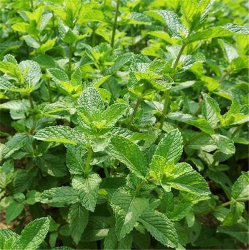 Green mint the best - the,