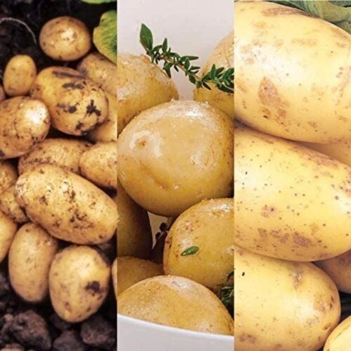 Seed potato mix - seed,