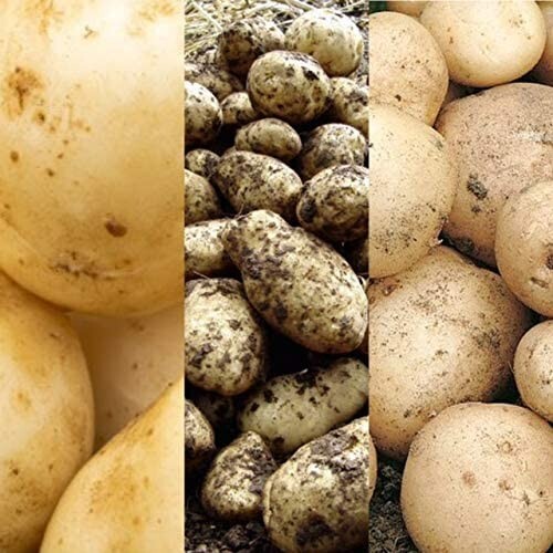 Seed potato mix - x,