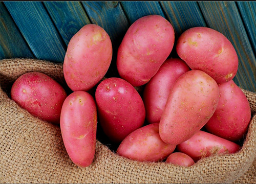 1kg certified red seed - certified,