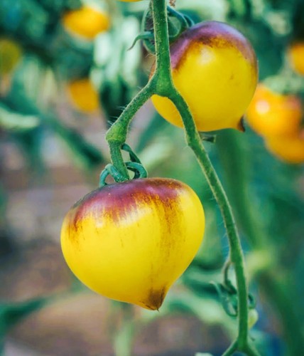 Tomato seeds yellow black - tomato,