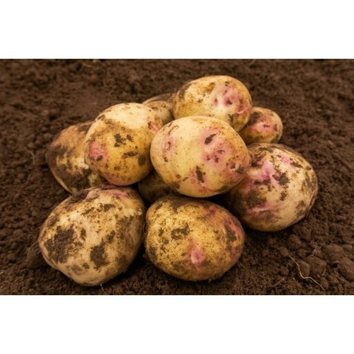 Certified main crop seed - certified,