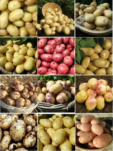 Seed potatoes varieties - varieties,