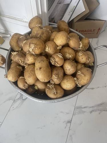 Seed potato swift - swift, 11-tuber
