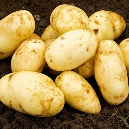 Seed potato arran pilot 11 - potato,