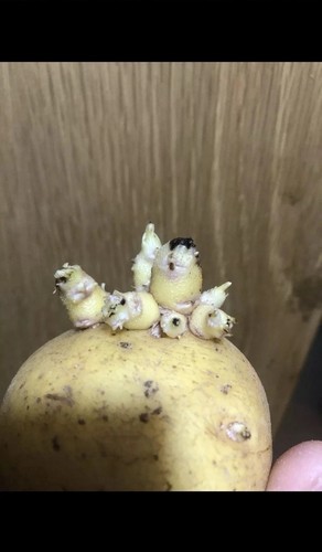 Seed potato maris - potato,