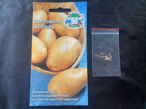 Potato russian - potato, seeds