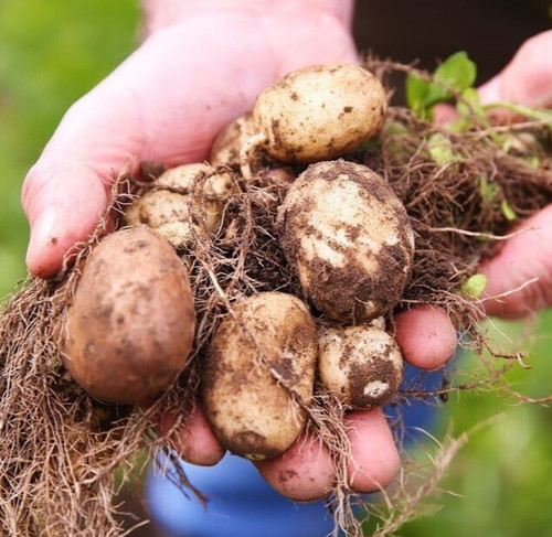 Organic jersey seed - seed, potatoes