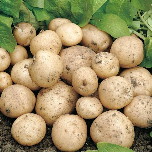 Seed potato swift 11 tuber - swift,