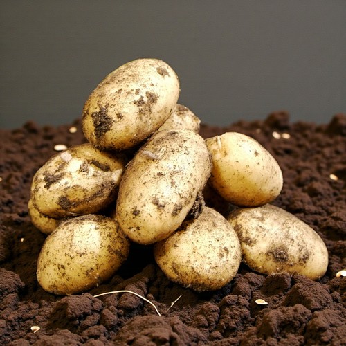 Seed potato nicola 2kg bag - potato,