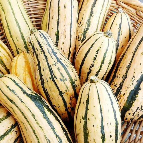 Suttons squash honeyboat easy - squash,
