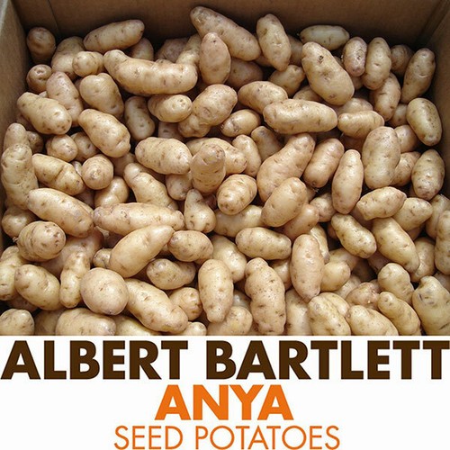 Anya potato seed - potato, second