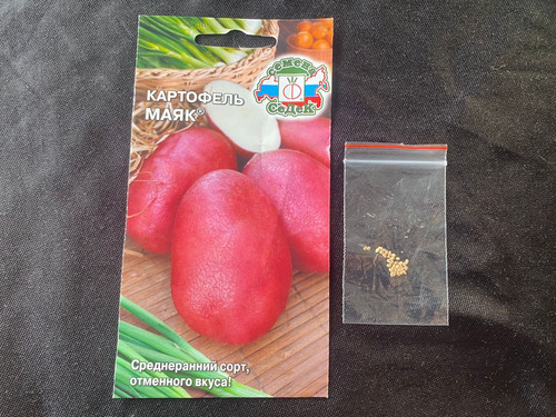 Potato seeds russian hybrid - seeds,