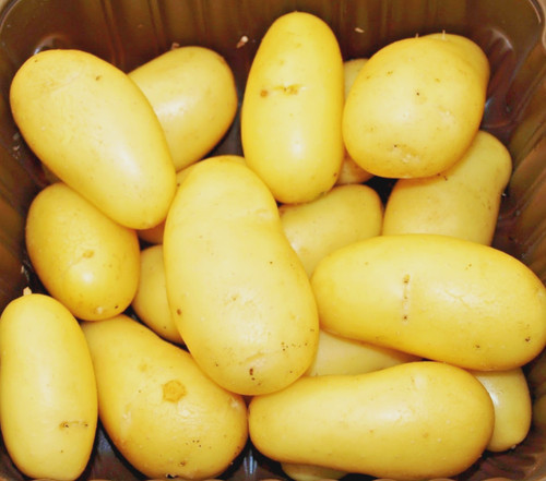 10x certified seed potatoes - 10x,