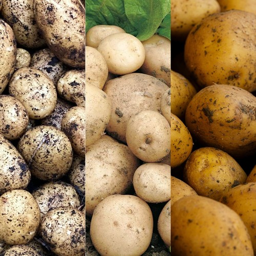 Seed potato mix inc vars - 9,