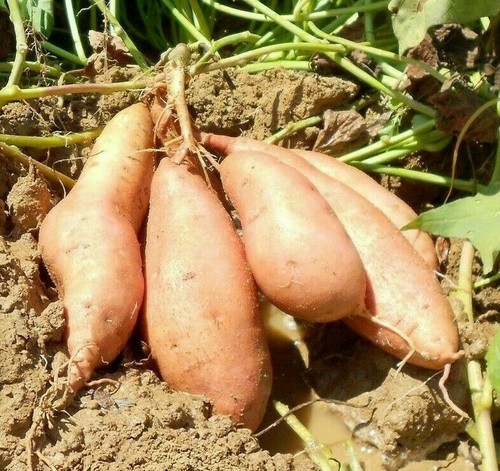 Organic farm peru orange - 2x,
