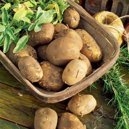 Seed potato maris piper 11 - maris,