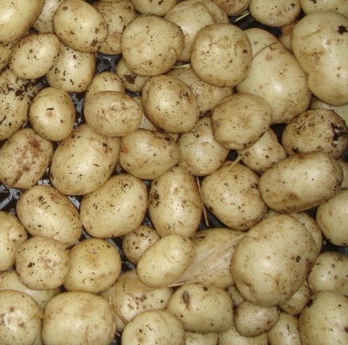 Seed potato 1kg - seed,