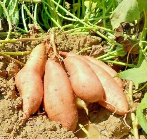 Organic farm peru orange sweet - peru,